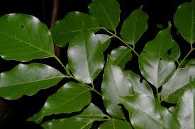 Image result for Lonchocarpus