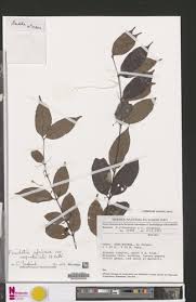 Image result for Pouchetia