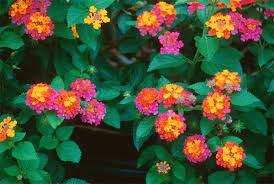 Protected Blog Log In Hanging Flower Baskets Most Beautiful Flowers Lantana