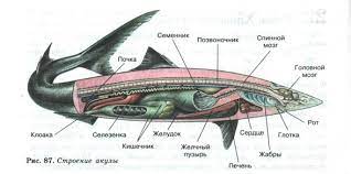 Fungsinya untuk membantu ikan bergerak maju, mundur, berbelok ke samping kanan kiri, maupun berbeda dengan ikan, katak dan burung, organ gerak ular adalah otot perut. Ciri Ciri Ikan Tulang Rawan Ciri Ciri Struktur Ikan Tulang Rawan