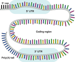 The refrigeration conditions may have to do with how the mrna was. Can Mrna Disrupt The Drug Industry