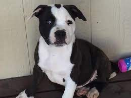 Redwood Coast Staffords Alicia Collins In Forestville Ca On American Kennel Club Marketplace Staffordshire Bull Terrier American Kennel Club Puppies