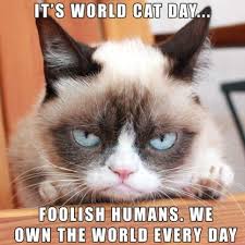 Foolish Humans It S World Cat Day Oh But Isn T Every Day World Cat Day Funny Grumpy Cat Memes Grumpy Cat Humor Grumpy Cat
