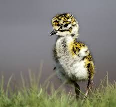 Elma Ben S Favorites Golden Plover Beautiful Birds Plover