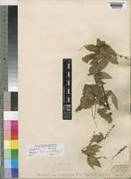 Image result for Allophylus ferrugineus