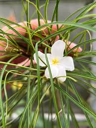 Image result for Geigeria filifolia