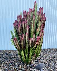 Image result for Euphorbia rubriflora