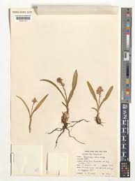 Image result for Platycoryne affinis