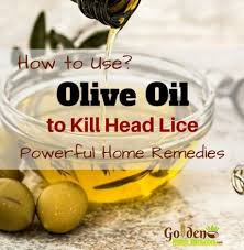 49 Ideas Hair Growth Diet Olive Oils Olive Oil Hair Head Louse Hair Growth Diet