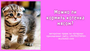 mozhno li kotenku syroe myaso