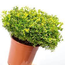 buxus microphylla rococo 30 40cm buxus tuin