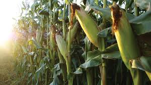 Taber Corn Is Back! - Okotoksonline.Com - Local News, Weather, Sports, And  Job Listings For Okotoks, Alberta, And Area.