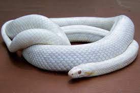 My Pets Blizzard Bullet And Chaos Nik S Scales And Tails Pet Snake Snake Corn Snake