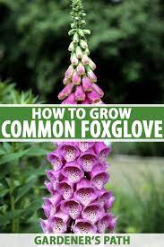 Depending on the species and variety, foxglove flowers can be different colors (yellow, pink, red, etc.) or have spots inside of the blooms. How To Grow And Care For Common Foxglove Gardener S Path