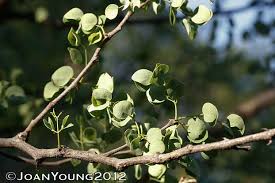 Image result for Acacia nigrescens