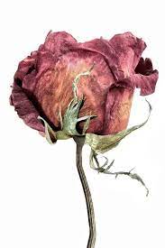 Dying Rose Flower Painting Dying Flowers Botanical Art