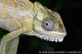 Image result for Thomandersiaceae