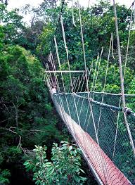 Experience the canopy walk at taman negara pahang, malaysia with me. Mal4060 Canopy Walk Taman Negara Expatgo