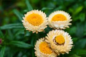 Image result for Xyris congensis