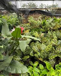 Image result for Fuirena obcordata