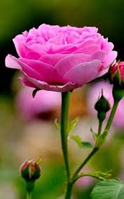 Beautiful Rose Flower Arrangements Beautiful Roses Pink Flowers