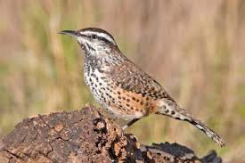 Cactus wrens have a large head, long tail, and overall bulky build. Cactus Wren Krts 93 5 Fm Marfa Public Radiokrts 93 5 Fm Marfa Public Radio