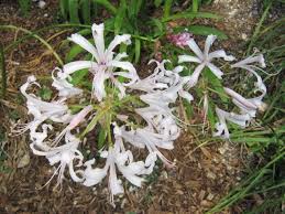 Image result for Nerine