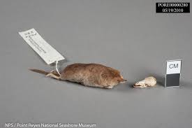 Image result for Orthochilus subulatus