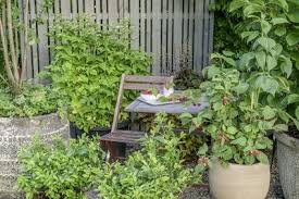 Eine der häufigst gestellten frage. Himbeeren Im Topf Die Erfolgreichsten Tipps Tricks