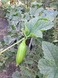 Image result for Peponium