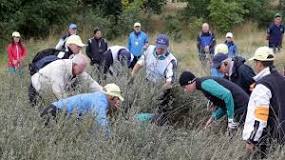 Image result for how long to look for lost golf ball