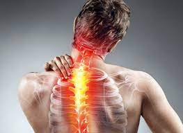 The muscles of your back support your spine, attach your pelvis and shoulders to your trunk, and provide mobility and stability to your trunk and spine. The Anatomy Of Your Neck Chirp
