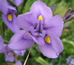 Image result for Polystachya villosa