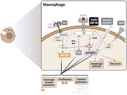 Frontiers | Regulation of the immune system by the insulin receptor in  health and disease