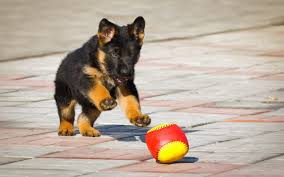 It's a small to breeders that guarantee their puppies will exhibit specific characteristics, look a certain way or grow to an exact size are providing false information. German Shepherd A Ball A Puppy Wallpapers Hd Desktop And Mobile Backgrounds