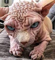 Jun 25, 2021 · spikes are koopa enemies that throw spiked balls or bars from within their mouths. Very Wrinkly Sphynx Cat 9gag