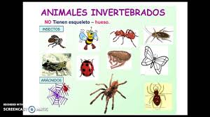 Animales vertebrados e invertebrados - YouTube