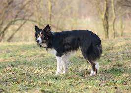 Border Collie A Problem Dog Planet Hund