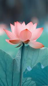 No Mud No Lotus Flower Wallpaper Beautiful Flowers Trendy Flowers