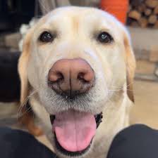 Lillian Marchant and Jacob Nelson's Wedding Website