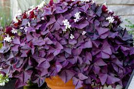 Image result for Oxalis purpurascens