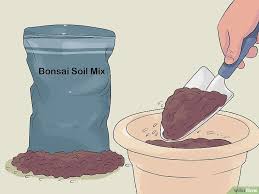 You might even want to repot your money tree into fresh potting mix, using a blend that drains quickly (like a cactus mix). How To Care For A Money Tree Money Trees Money Tree Plant Money Tree Plant Care