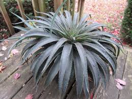 Image result for Kleinia sp.no.1