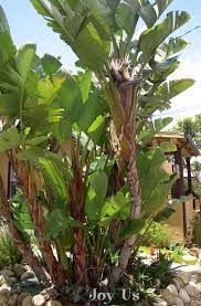 Pin By Lou On Tropical Landscape Ideas Birds Of Paradise Plant Paradise Plant Plants