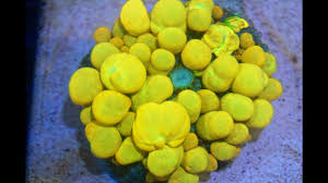 Rhodactis mushrooms are a great choice for both beginning hobbyists looking for hardy additions to their reef tank as well as we generally keep our rhodactis mushrooms in lower light. Would You Pay 10k For This Coral Bounce Mushrooms Youtube