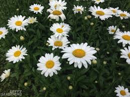 We did not find results for: Shasta Daisy Growing Tips Varieties And Pollinator Power
