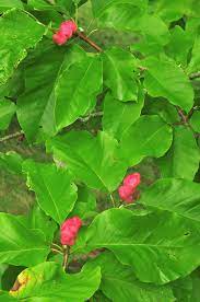 Seeds emerged from ripe fruit. Magnolia Acuminata Cucumber Tree Go Botany