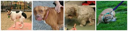 Dog Communication And Body Language Center For Shelter Dogs