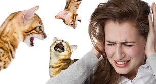 As social and friendly as cats are, they are also emotional. How To Make A Bengal Cat Stop Meowing And Restore Quiet