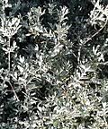 Image result for Pteronia mucronata
